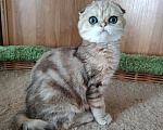 Кошки в Клине: Мраморный котик Мальчик, 7 000 руб. - фото 1