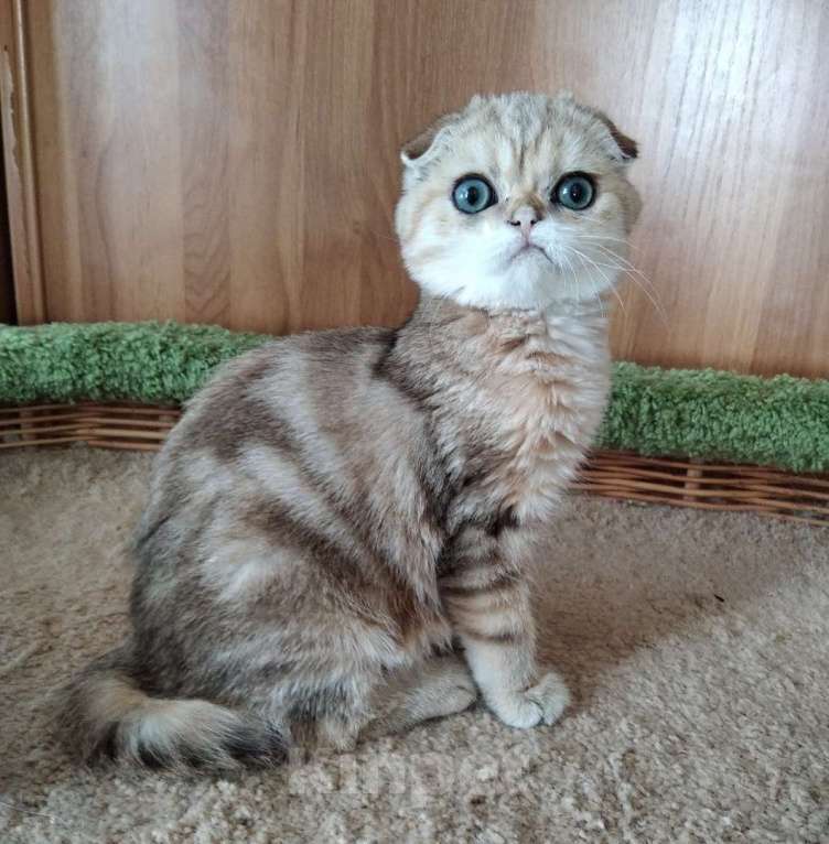 Кошки в Клине: Мраморный котик Мальчик, 7 000 руб. - фото 1