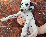 Собаки в Моздоке: Далматин  Девочка, 20 000 руб. - фото 2