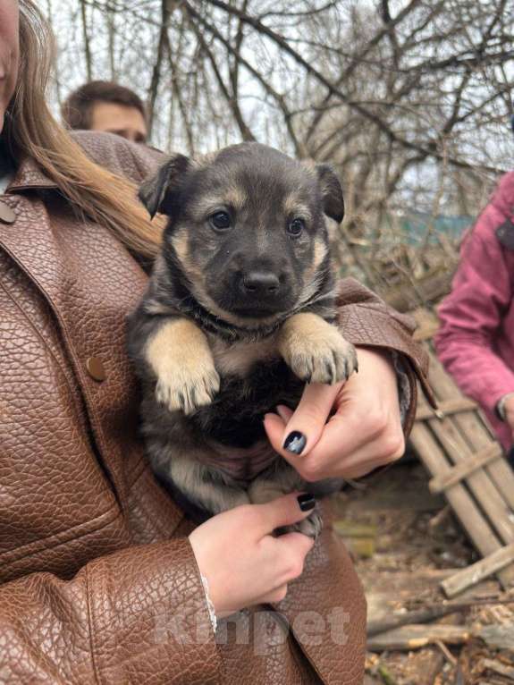 Собаки в Москве: Щенки в добрые руки Мальчик, Бесплатно - фото 4