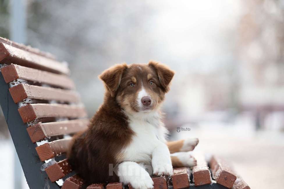 Собаки в Москве: австралийская овчарка аусси Девочка, 60 000 руб. - фото 5