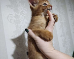 Кошки в Кемерово: Котята в бронь Разнополые, 50 000 руб. - фото 2
