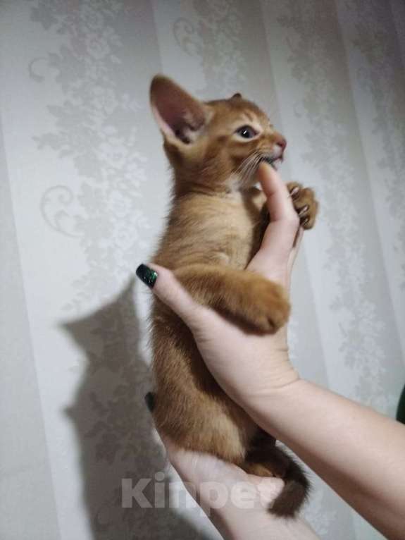 Кошки в Кемерово: Котята в бронь Разнополые, 50 000 руб. - фото 2