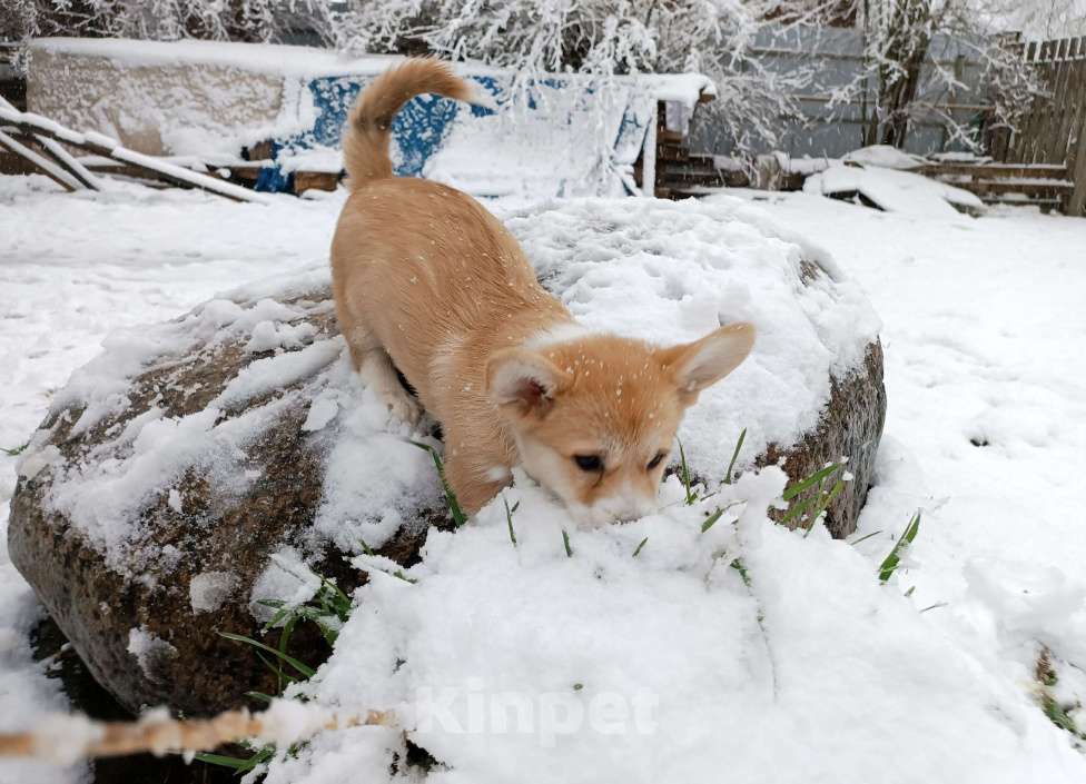 Собаки в других городах Ленинградской области: Продаются щенки вельш корги пемброк Мальчик, 70 000 руб. - фото 5