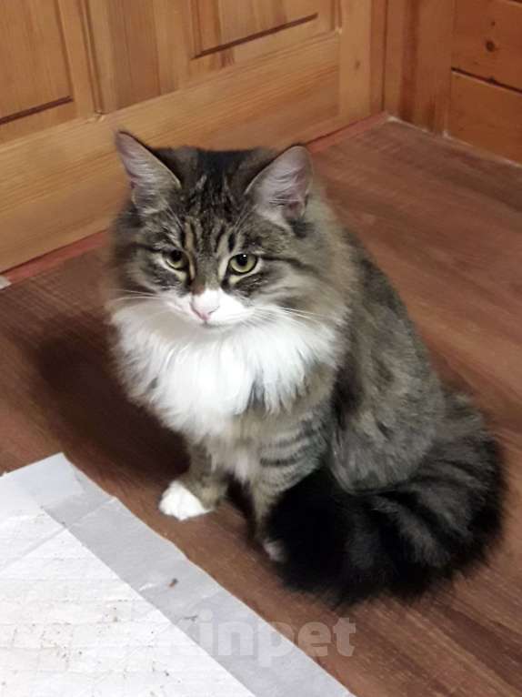 Кошки в Москве: Отдам котенка в добрые руки Мальчик, Бесплатно - фото 1