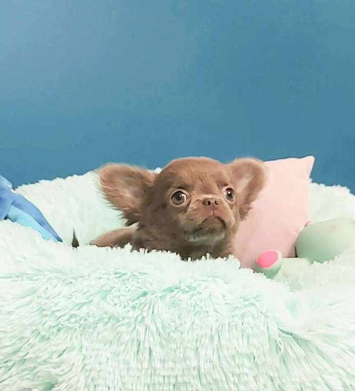 Собаки в Новосибирске: Длинношерстный лиловый мини-мальчик! Мальчик, Бесплатно - фото 1