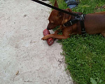 Собаки в Зубцове: вязка, Бесплатно - фото 6