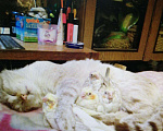Кошки в Краснодаре: Кот для вязки, 700 руб. - фото 8