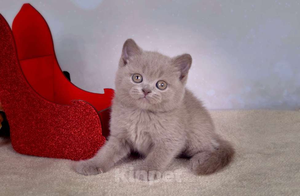 Кошки в Санкт-Петербурге: Британский котик классического лилового окраса Мальчик, 50 000 руб. - фото 2