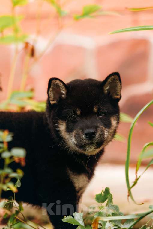 Собаки в Москве: Щенки Сибу-ину с характером солнца Мальчик, 100 000 руб. - фото 6