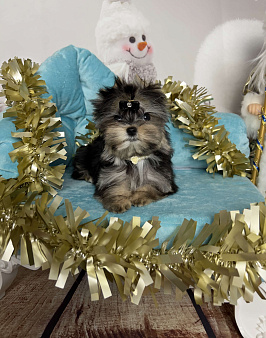 Девочка Мэсси йорктиз ( НРКА)