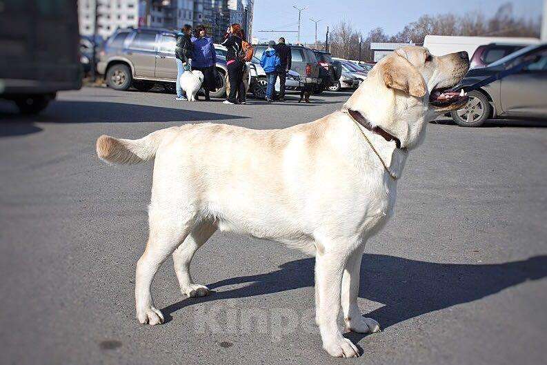 Собаки в Петрозаводске: Кобель лабрадора для вязки Мальчик, 5 000 руб. - фото 1