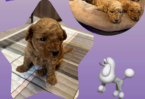 Продажа щенка той пуделя 