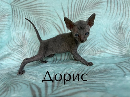 Кошечка Дорис
