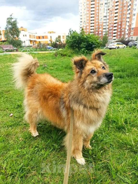 Собаки в Москве: Золотой пёс Витя в Приюте Мальчик, 1 руб. - фото 7