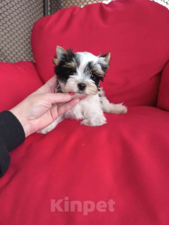 Собаки в Пушкино: Мини мальчик биверенок  Мальчик, 50 000 руб. - фото 1