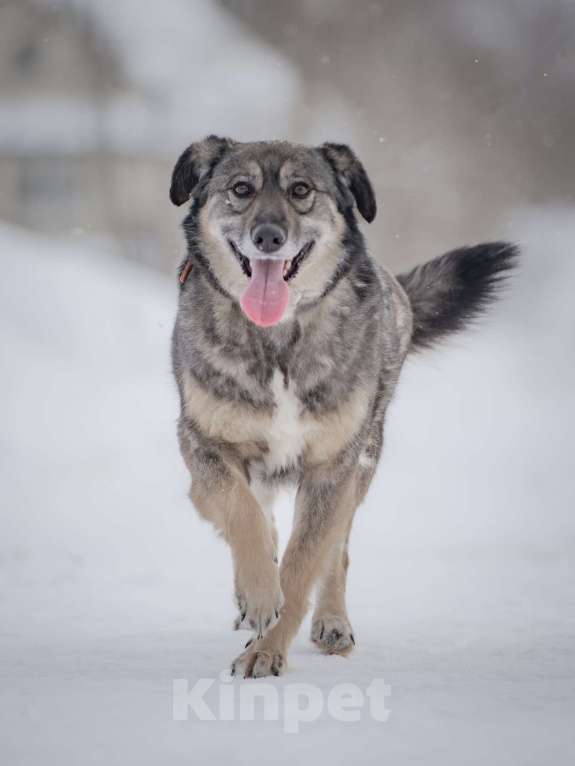 Собаки в Москве: Ласковая, жизнерадостная, позитивная Златочка ждет свою семью, мечтает о доме. Девочка, Бесплатно - фото 7