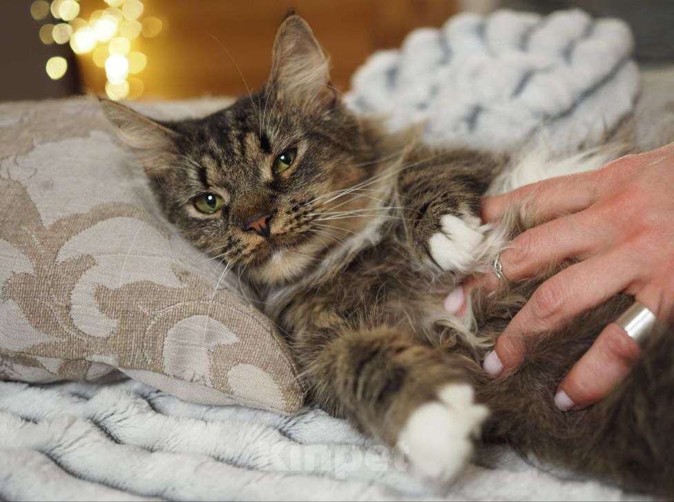 Кошки в Москве: кошка Марыся ищет дом Девочка, Бесплатно - фото 9