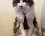 Кошки в Балашихе: Кот Кекс ищет новую семью Мальчик, Бесплатно - фото 4