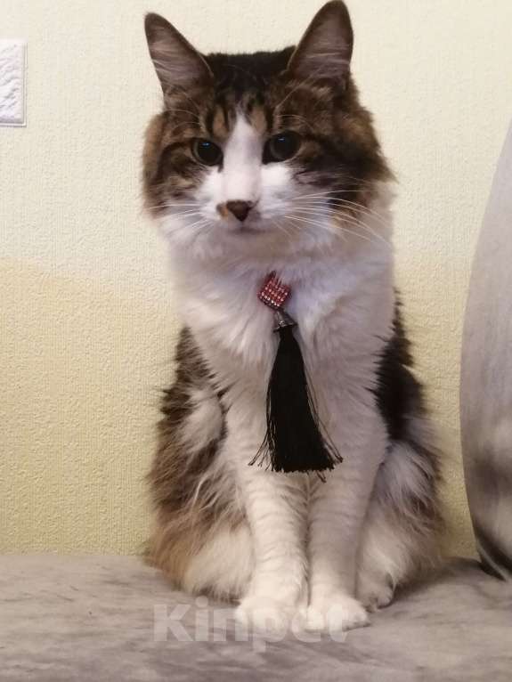 Кошки в Балашихе: Кот Кекс ищет новую семью Мальчик, Бесплатно - фото 4