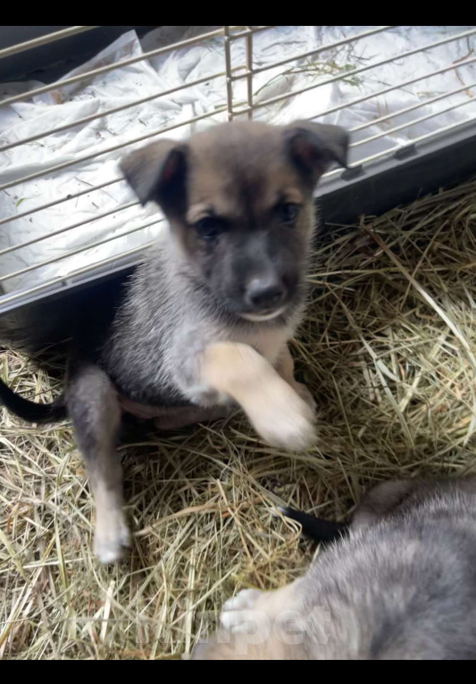 Собаки в Москве: Девочка и мальчик помесь с лайкой Девочка, Бесплатно - фото 4