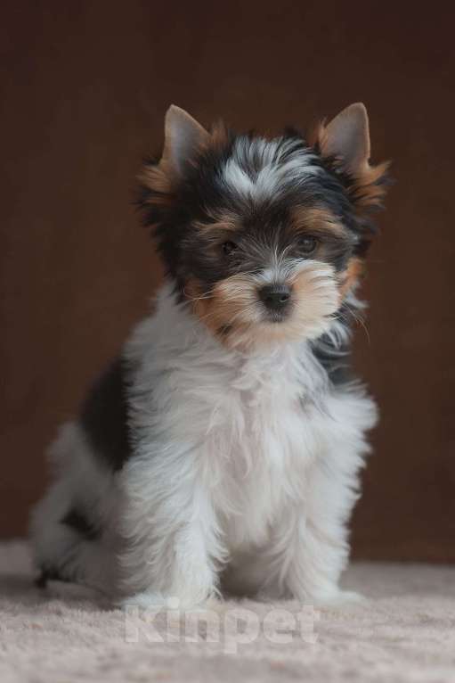 Собаки в Перми: Щенок бивер терьера Мальчик, Бесплатно - фото 1