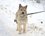 Собаки в Москве: Лорд ждет семью Мальчик, 1 руб. - фото 8