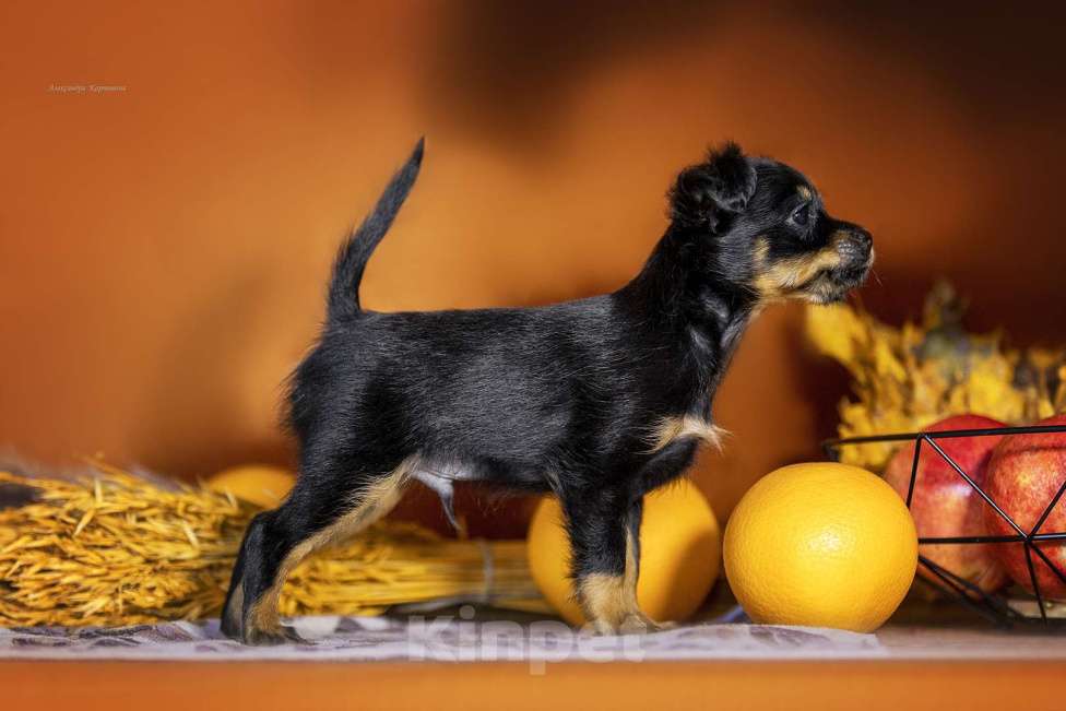 Собаки в других городах Челябинской области: Русский той кобель дш Мальчик, 35 000 руб. - фото 2
