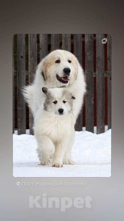 Собаки в других городах Ленинградской области: Харди пиренейская горная собака  Мальчик, 100 000 руб. - фото 6