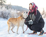 Собаки в Москве: Самый лучший компаньон, добрая, спокойная собачка Бренди в добрые руки Девочка, 10 руб. - фото 8