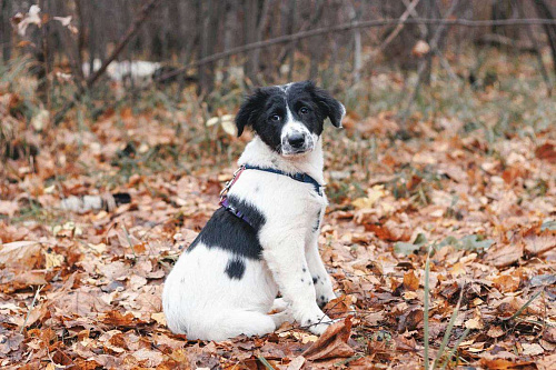 Таллиса - девочка, 2 месяца, ищет дом 