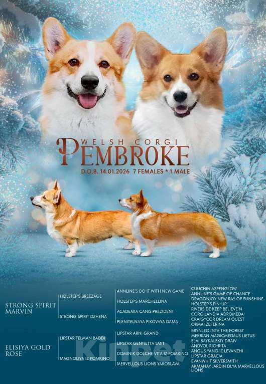 Собаки в Печоре: Щенки вельш корги пемброк Девочка, 45 000 руб. - фото 1