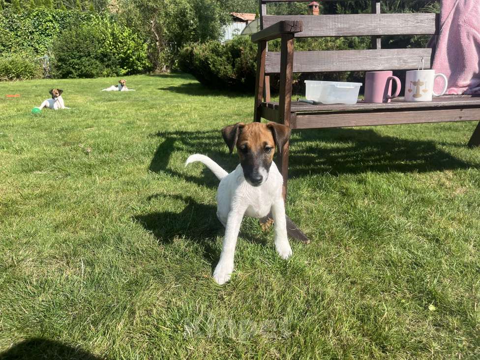 Собаки в других городах Московской области: Продаем в хорошие руки щенков гладкошерстностного фокстерьера Девочка, 25 000 руб. - фото 2