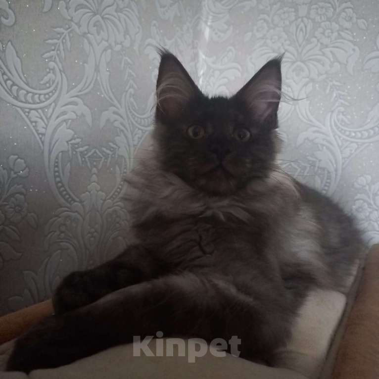 Кошки в Москве: Тихая роскошь Девочка, 65 000 руб. - фото 6