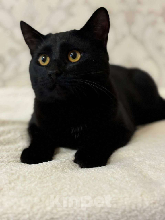 Кошки в Москве: Волшебный котик Кексик ищет семью. Мальчик, Бесплатно - фото 2