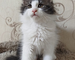 Кошки в Перми: Котенок Мейн Кун Девочка, 35 000 руб. - фото 3