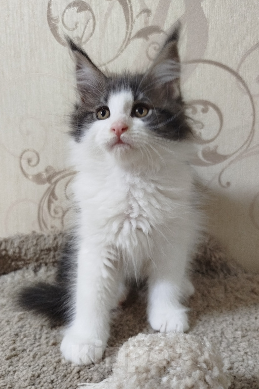 Кошки в Перми: Котенок Мейн Кун Девочка, 35 000 руб. - фото 3