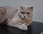 Кошки в Красноярске: Кот Семён Мальчик, Бесплатно - фото 1