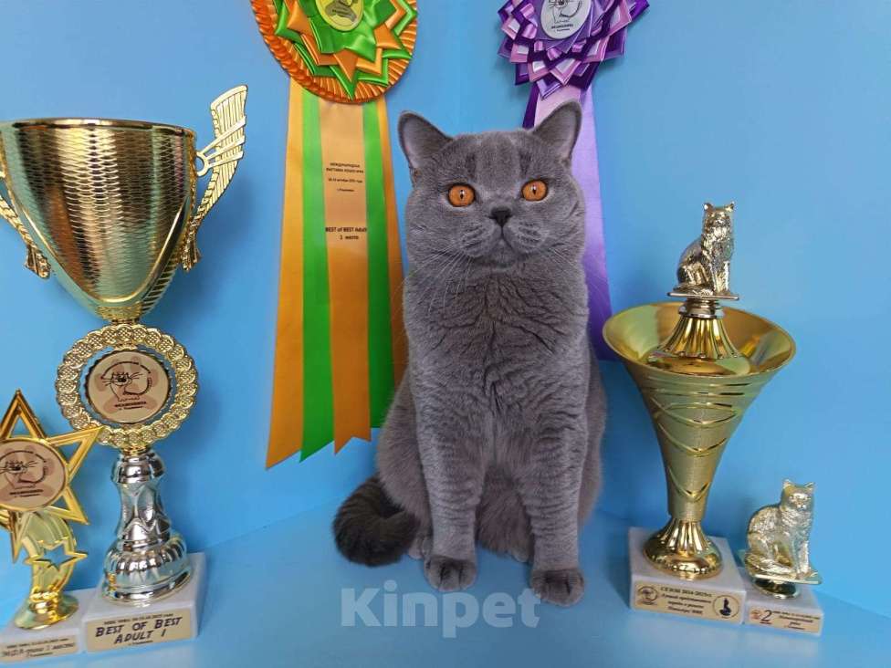 Кошки в Ульяновске: Британский короткошерстный кот (титулованный). Мальчик, Бесплатно - фото 5
