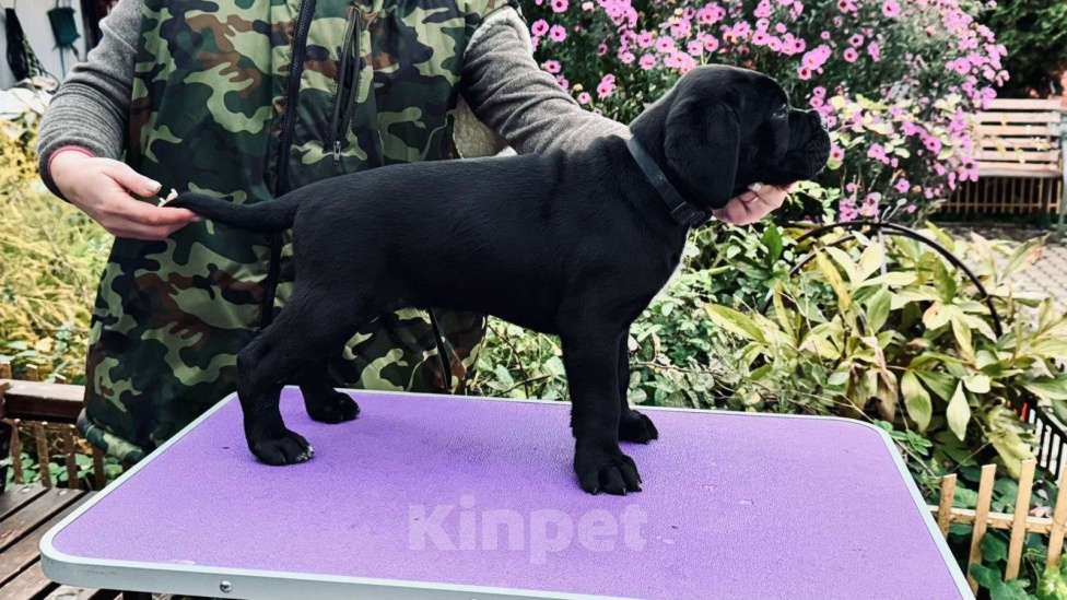 Собаки в Москве: Щенки Кане Корсо Мальчик, 100 000 руб. - фото 4