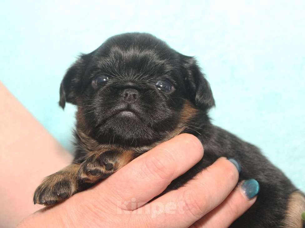 Собаки в Санкт-Петербурге: Красотка Девочка, 80 000 руб. - фото 1