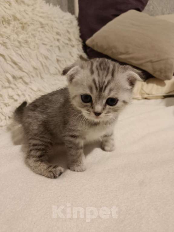 Кошки в Балашихе: Котята  Девочка, 8 000 руб. - фото 7