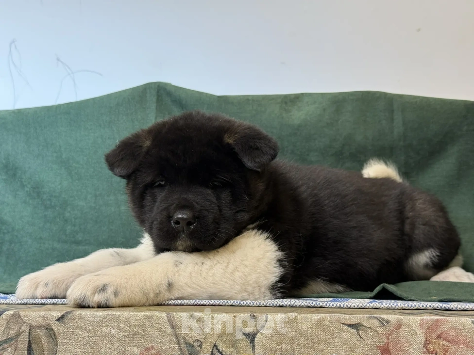 Собаки в Стерлитамаке: щенки Американской Акиты Мальчик, 50 000 руб. - фото 7