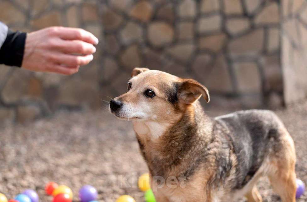 Собаки в Москве: Бася. Свободная и независимая девочка Девочка, Бесплатно - фото 6