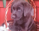 Собаки в Кстово: Щенки шоколадного лабрадора РКФ Девочка, 35 000 руб. - фото 7