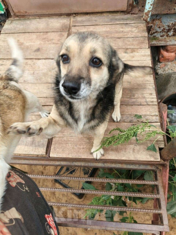 Собаки в Москве: Малышка в добрые руки Девочка, Бесплатно - фото 4