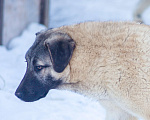 Собаки в Рыбинске: щенки турецкого кангала Девочка, Бесплатно - фото 3