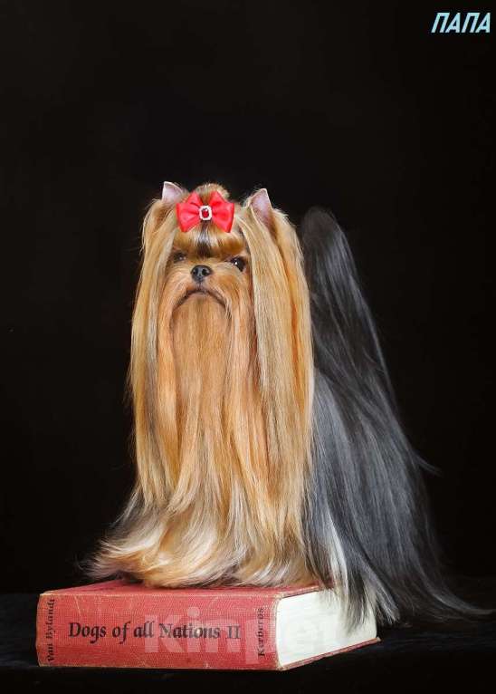 Собаки в Москве: Йоркширский ангелочек по кличке -Принц Лучик Сказочной Долины Мальчик, 60 000 руб. - фото 8