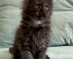 Кошки в Иркутске: Котенок мейн-кун Девочка, 25 000 руб. - фото 2