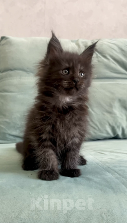 Кошки в Иркутске: Котенок мейн-кун Девочка, 25 000 руб. - фото 2